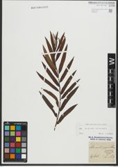 Foto von Salix purpurea L. x Salix viminalis L.